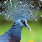 Victoria crowned pigeon in Papua New Guinea.