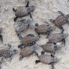 Hawksbill turtle hatchlings in Papua New Guinea.