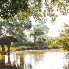 Asian elephants in Sri Lanka