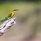 Blue-tailed bee-eater in Sri Lanka.