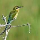 Blue-tailed bee-eater in Yala National Park