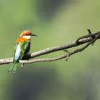 Chestnut-headed bee-eater in Sri Lanka