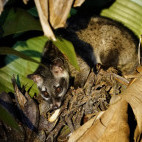 Common palm civet in Sri Lanka