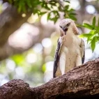 Crested hawk eagle in Sri Lanka.