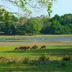 Deer in Wilpattu National Park, Sri Lanka