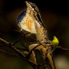 Fan-throated lizard in Sri Lanka.