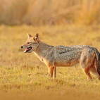 Golden jackal in Sri Lanka