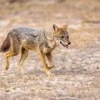 Golden jackal in Sri Lanka.