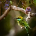 Green bee-eater in Sri Lanka.