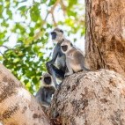 Grey langur in Sri Lanka