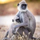 Grey langur in Sri Lanka.