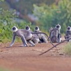 Grey langur in Wilpattu National Park, Sri Lanka