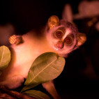 Grey slender loris in Sri Lanka