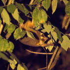 Grey slender loris in Sri Lanka.