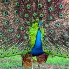 Indian peafowl in Sri Lanka