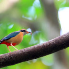 Indian pitta in Sri Lanka