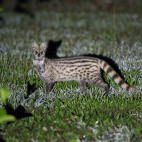 Indian small civet in Sri Lanka