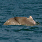 Indo-Pacific humpback dolphin in Sri Lanka.