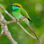 Little green bee-eater in Yala National Park, Sri Lanka