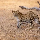 Leopard in Sri Lanka.