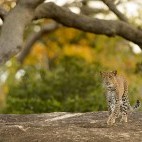 Leopard in Sri Lanka