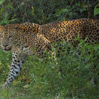 Leopard in Sri Lanka.