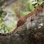 Leopard in a tree in Sri Lanka