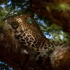 Leopard in Sri Lanka.