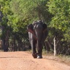 Asian Elephant at Wilpattu National Park in Sri Lanka