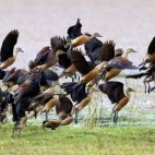Lesser whistling duck flying at Wilpattu National Park in Sri Lanka