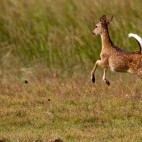 Spotted deer at Wilpattu National Park in Sri Lanka