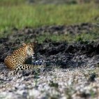 Leopard at Wilpattu National Park in Sri Lanka