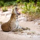 Leopard in Sri Lanka.