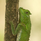 Lyre-headed lizard in Sri Lanka.