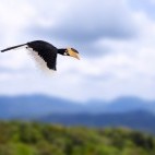 Malabar pied hornbill over Sinharaja Forest, Sri Lanka
