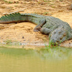 Mugger crocodile in Sri Lanka