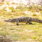 Mugger crocodile in Sri Lanka.