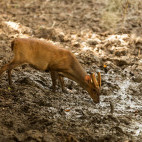 Muntjac deer in Sri Lanka