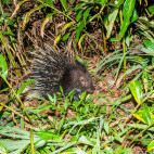 Porcupine in Sri Lanka