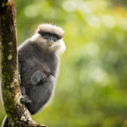 Purple-faced leaf monkey in Sri Lanka