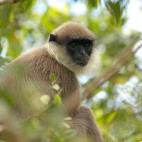 Purple-faced leaf monkey in Sri Lanka.