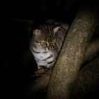 Rusty spotted cat in Sri Lanka.