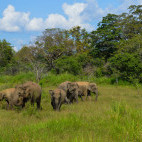 Asian elephants in Sigiriya, Sri Lanka