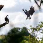 Grey-headed fish eagle in Sigiriya, Sri Lanka