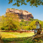 Toque macaque and Sigiriya Rock Fortress in Sri Lanka