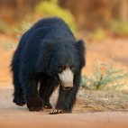 Sloth bear in Sri Lanka