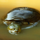 Soft shell turtle in Sri Lanka.