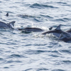 Spinner dolphin pod in Sri Lanka