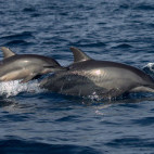 Spinner dolphin in Sri Lanka.