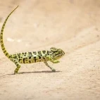 Sri Lankan chameleon in Sri Lanka.